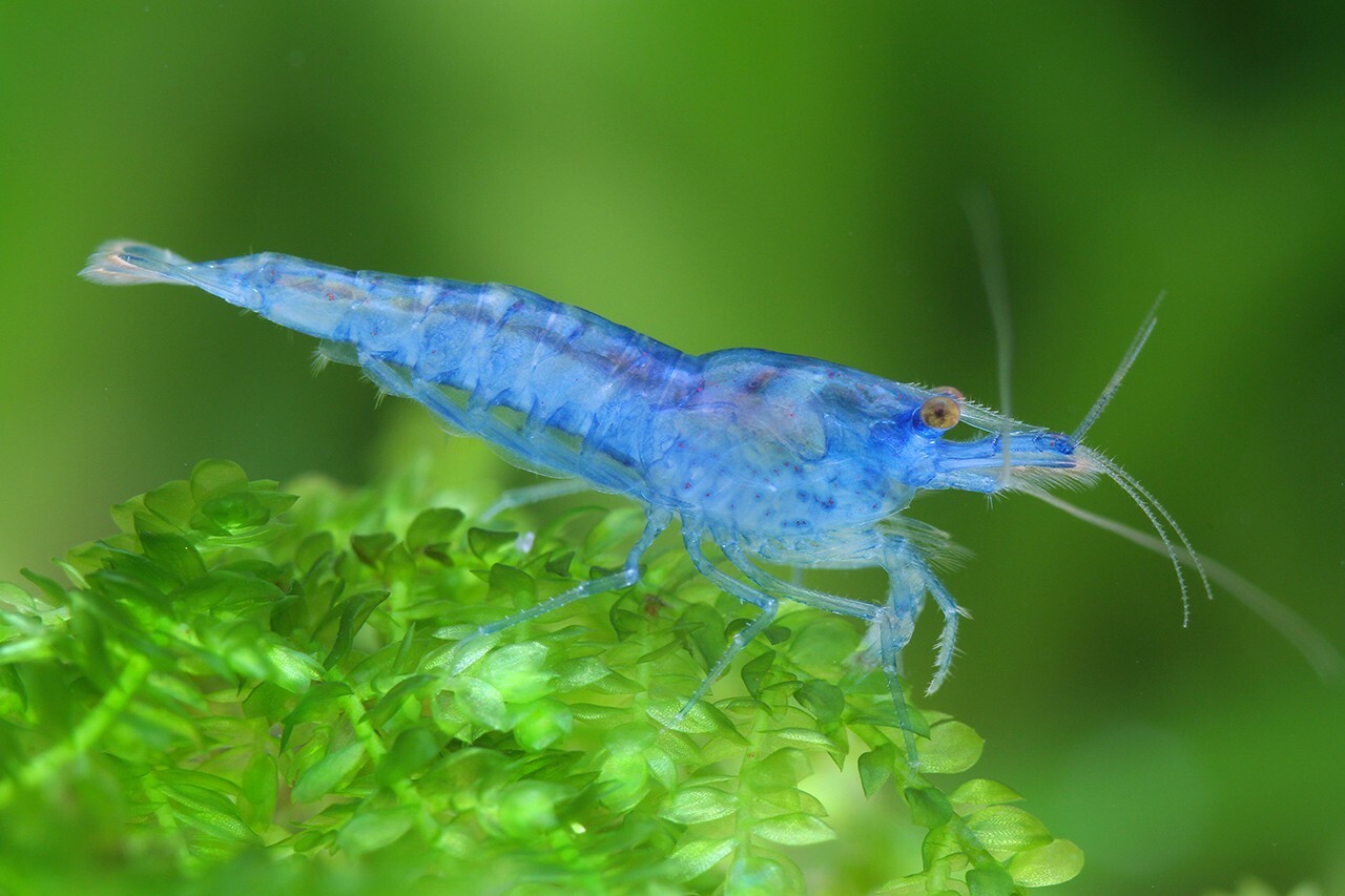 薄荷啫喱蝦 ｜Neocaridina davidi var. "Blue Jelly "