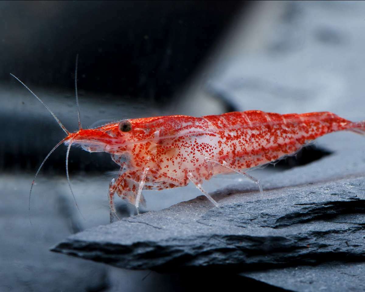 櫻花蝦 | Neocaridina davidi “Red”