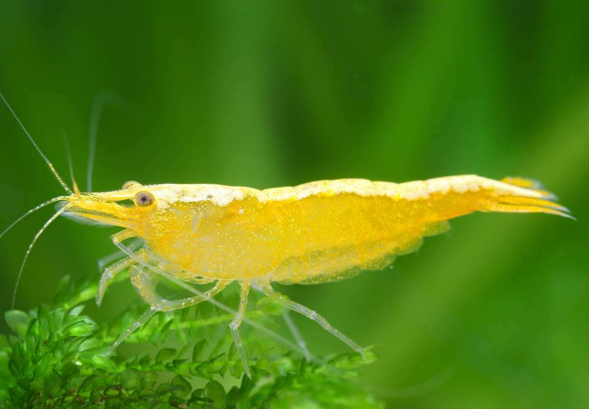 黃金寬背蝦 | Neocaridina davidi "Yellow Neon"