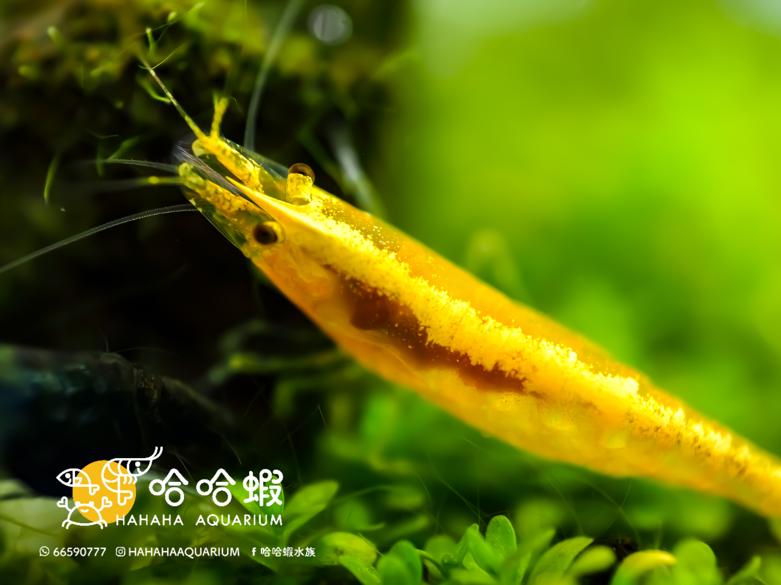 黃金寬背蝦 | Neocaridina davidi "Yellow Neon"
