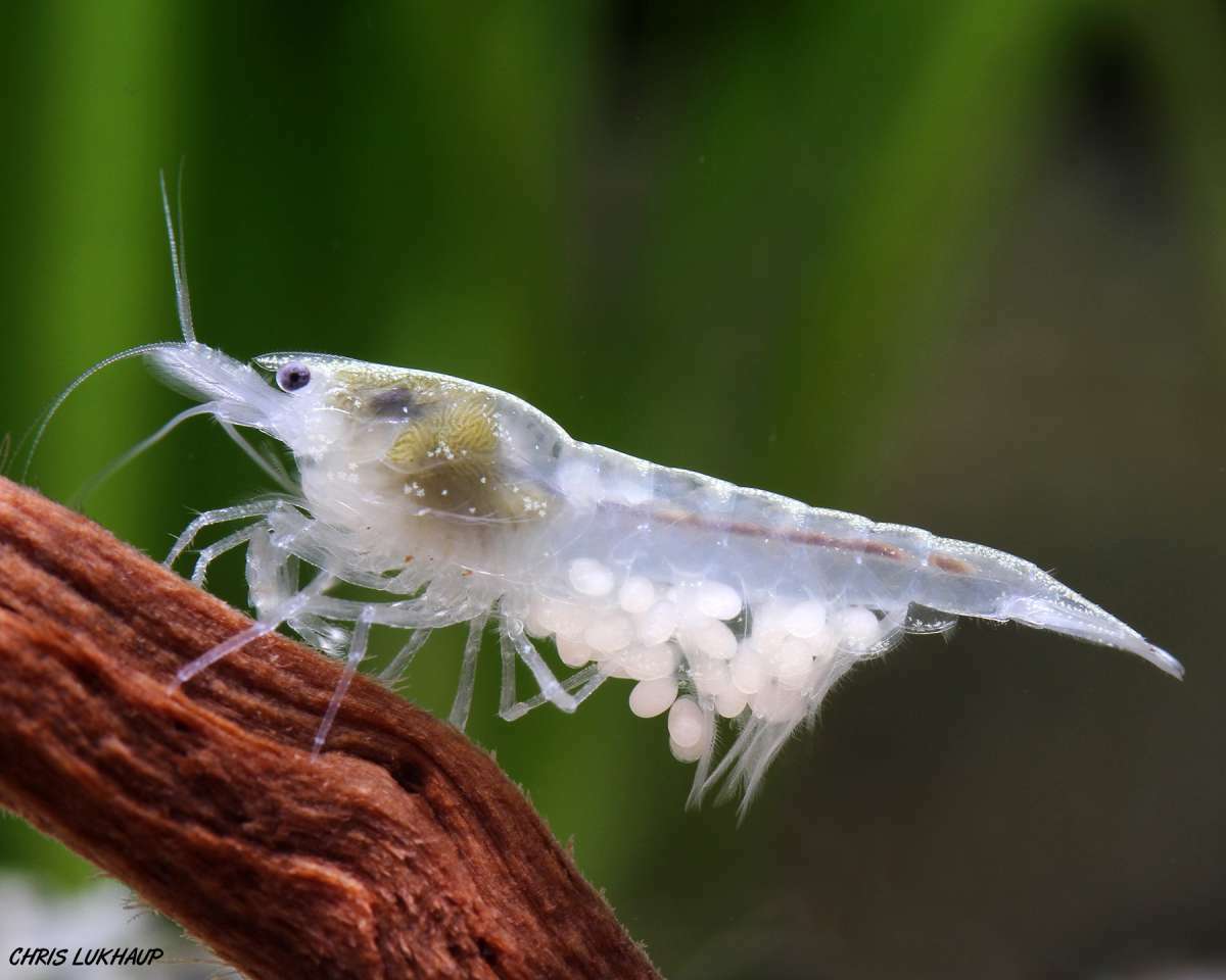 雪球蝦｜Neocaridina palmata "White