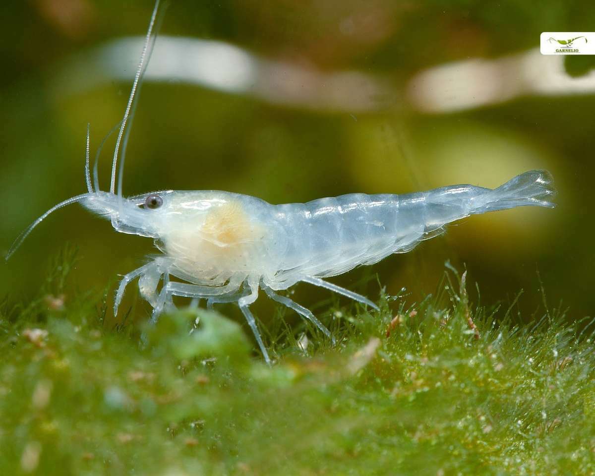 雪球蝦｜Neocaridina palmata "White
