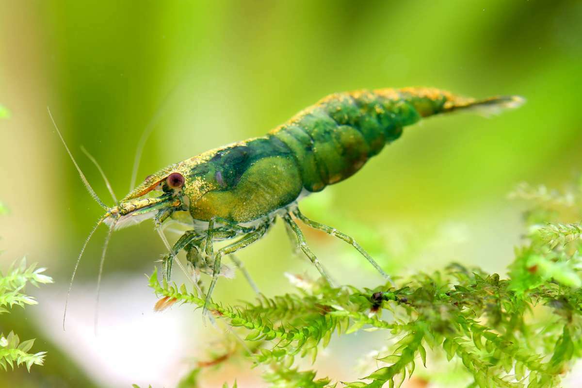 綠翡翠蝦 ｜Green Jade