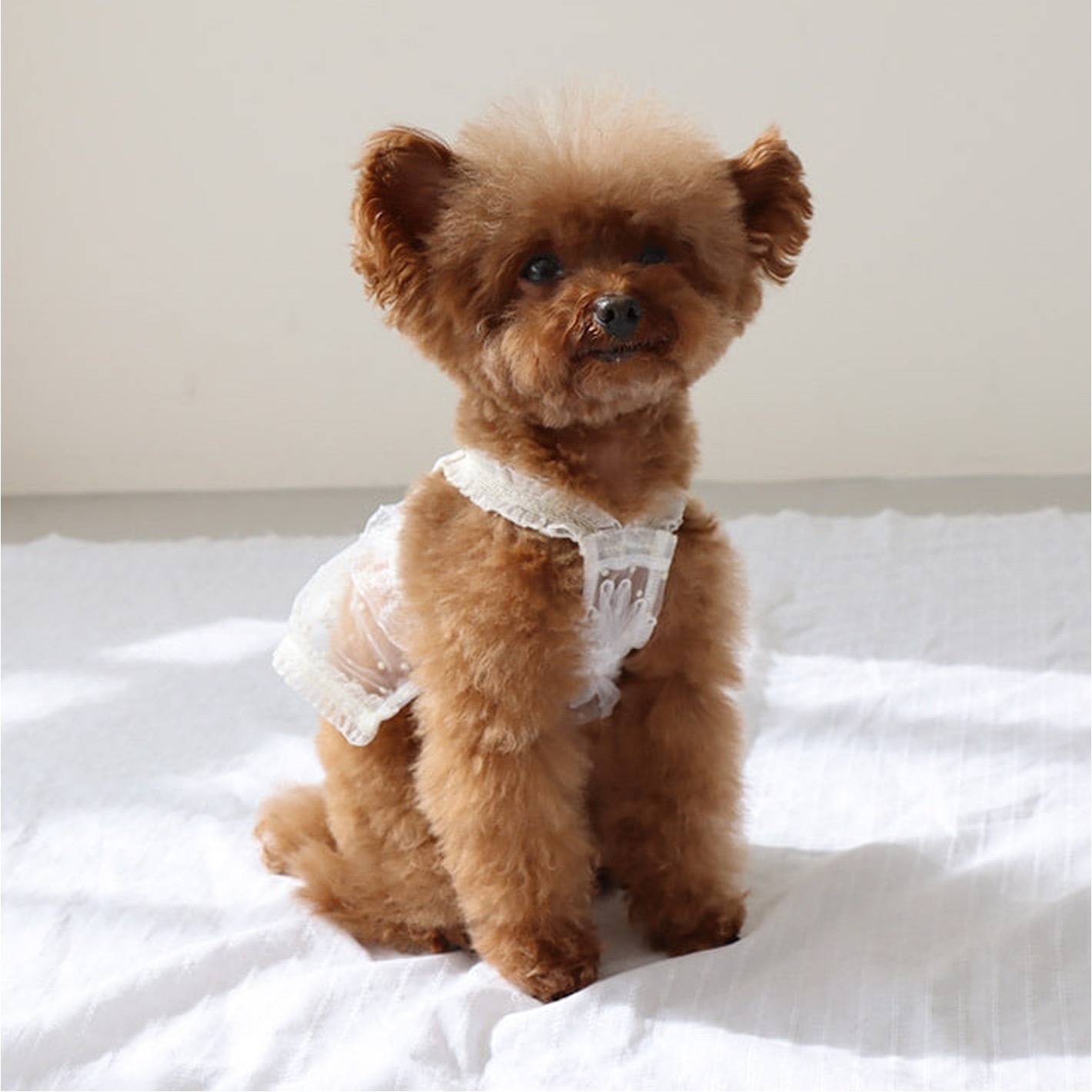 EOMUK MARKET 太陽花蕾絲罩衫