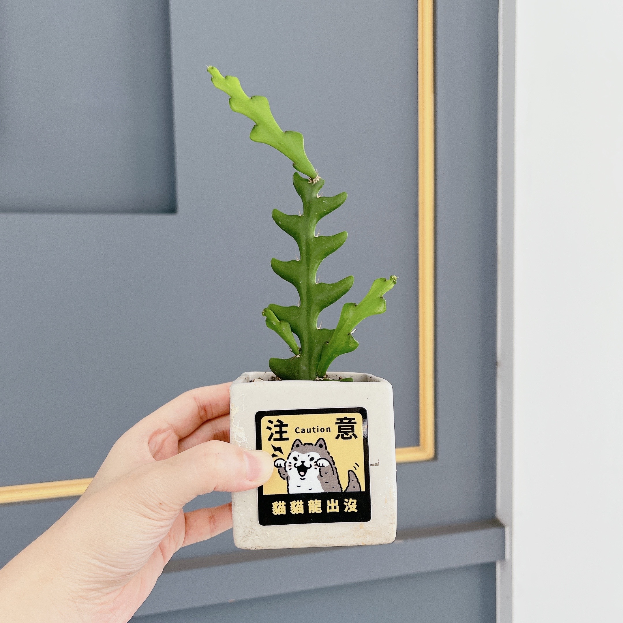 White Jimi - Cat Dinosaur PVC Stickers