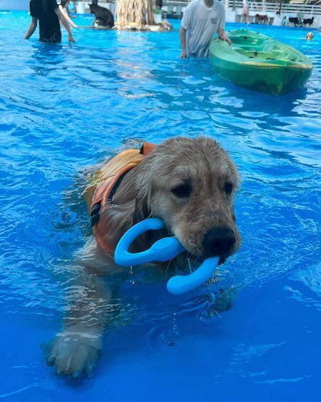 黃金獵犬在水中玩耍