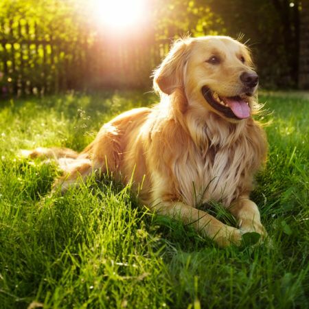 黃金獵犬在草地上笑