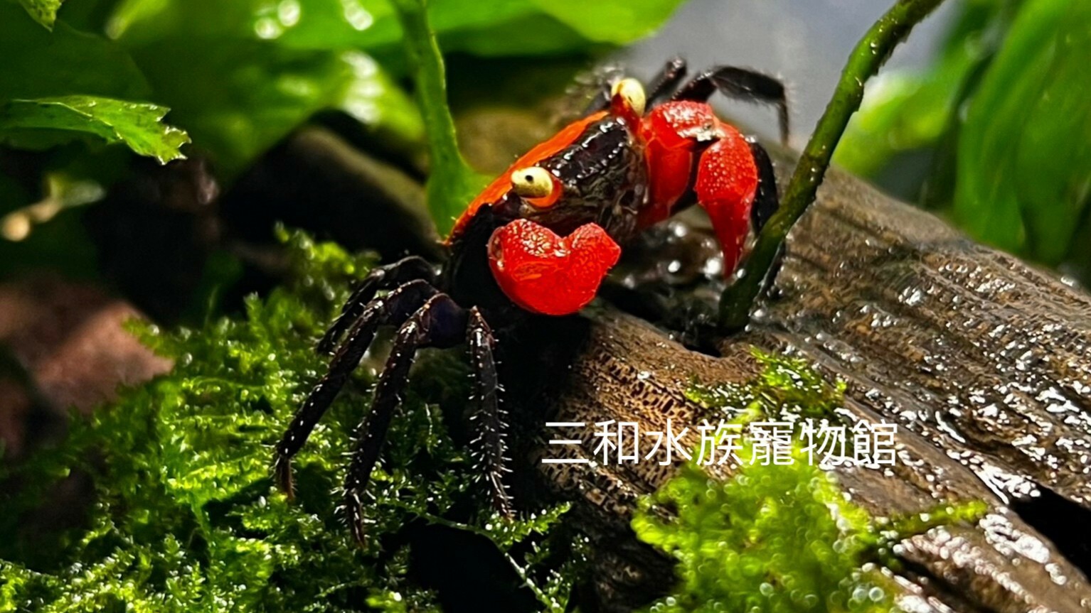 火焰惡魔蟹