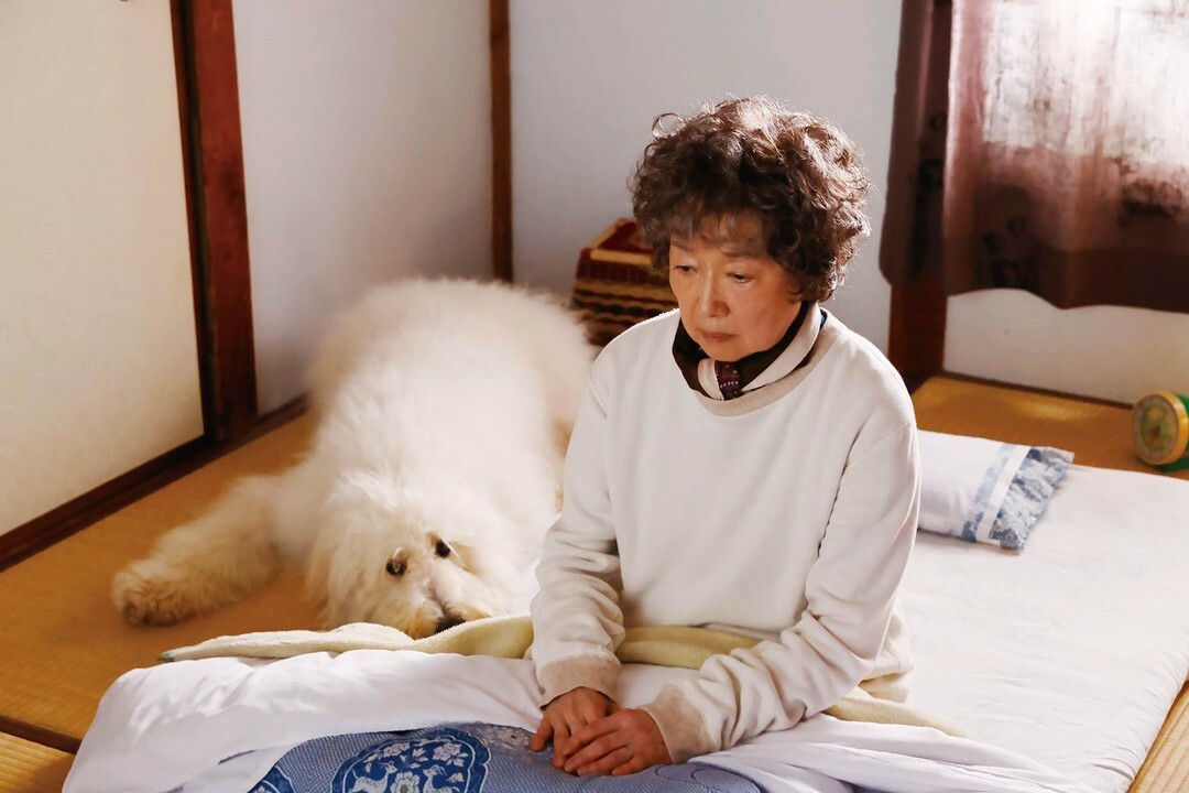 好狗不見了 (DVD)