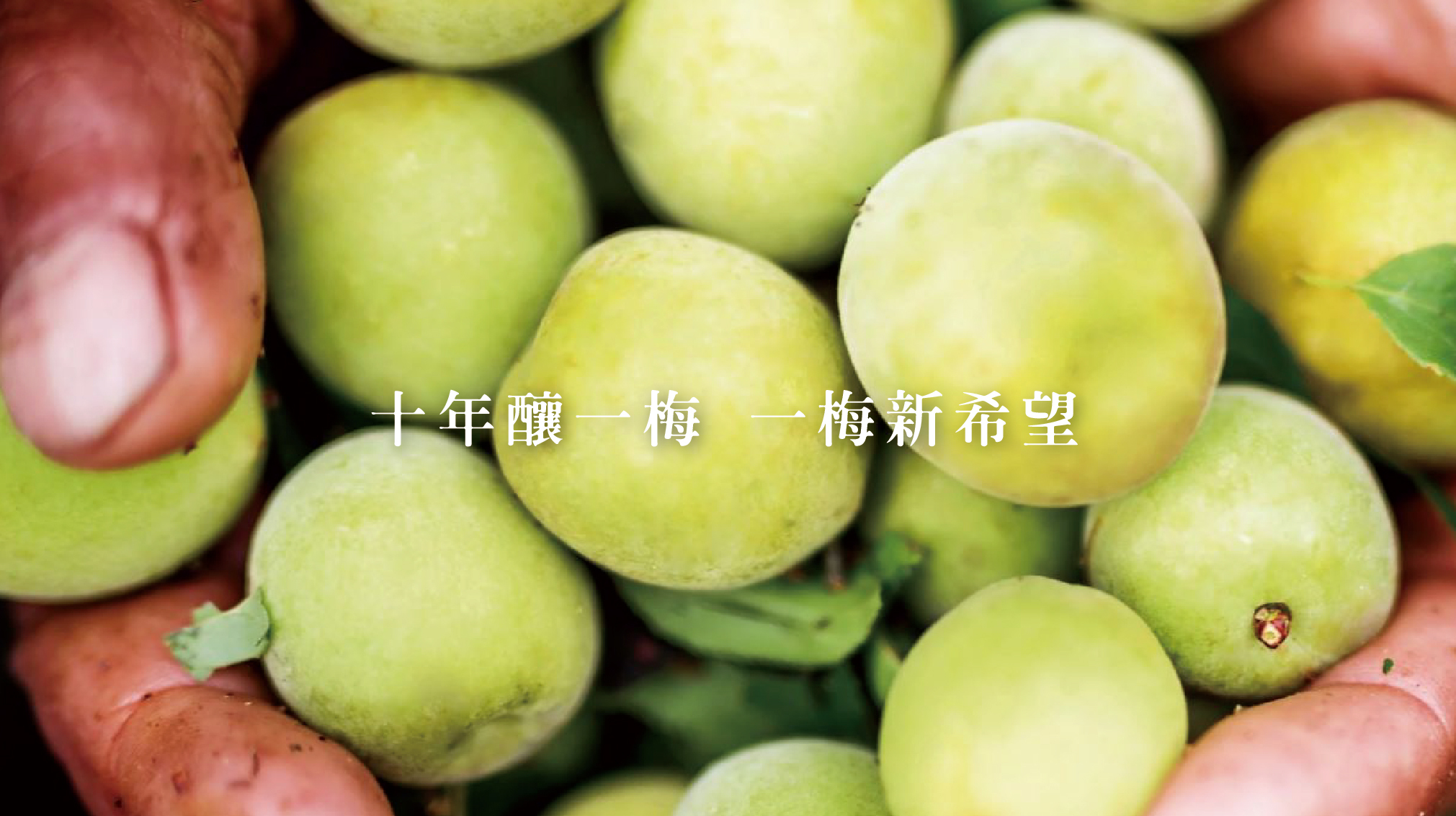 老梅果肉,釀漬梅,酵素梅,梅肉,老梅肉,漬梅,釀梅,梅精,手工梅酥,手工梅子蛋黃酥,梅子酥,蛋黃酥,梅子蛋黃酥,梅酥,老梅酥,老梅,梅子,老梅,手工梅酥,蛋黃梅酥,內湖,換個角度,換個角度有限公司,anotherangle