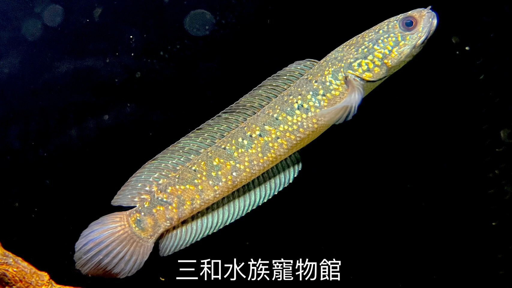 紅星鑽雷龍/銀河雷龍