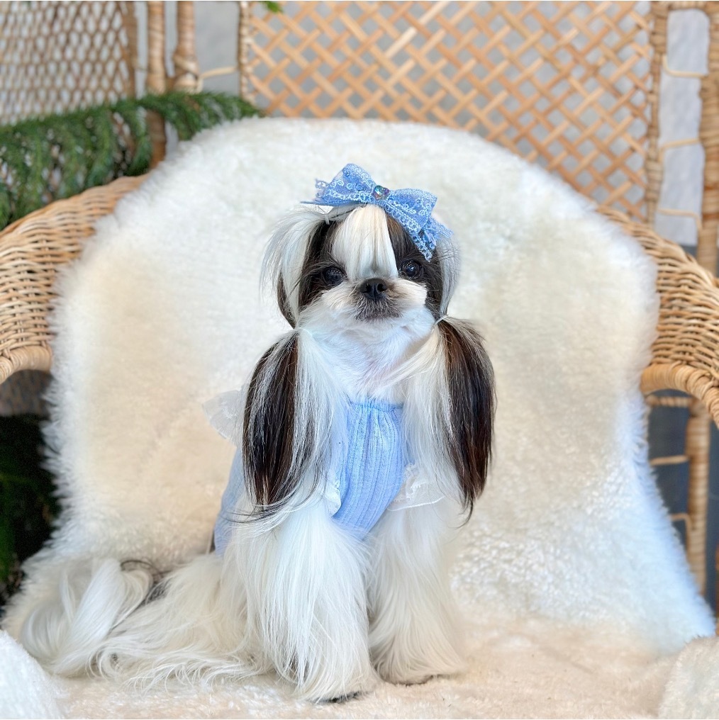 Jella 夏日飄飄袖短版衫