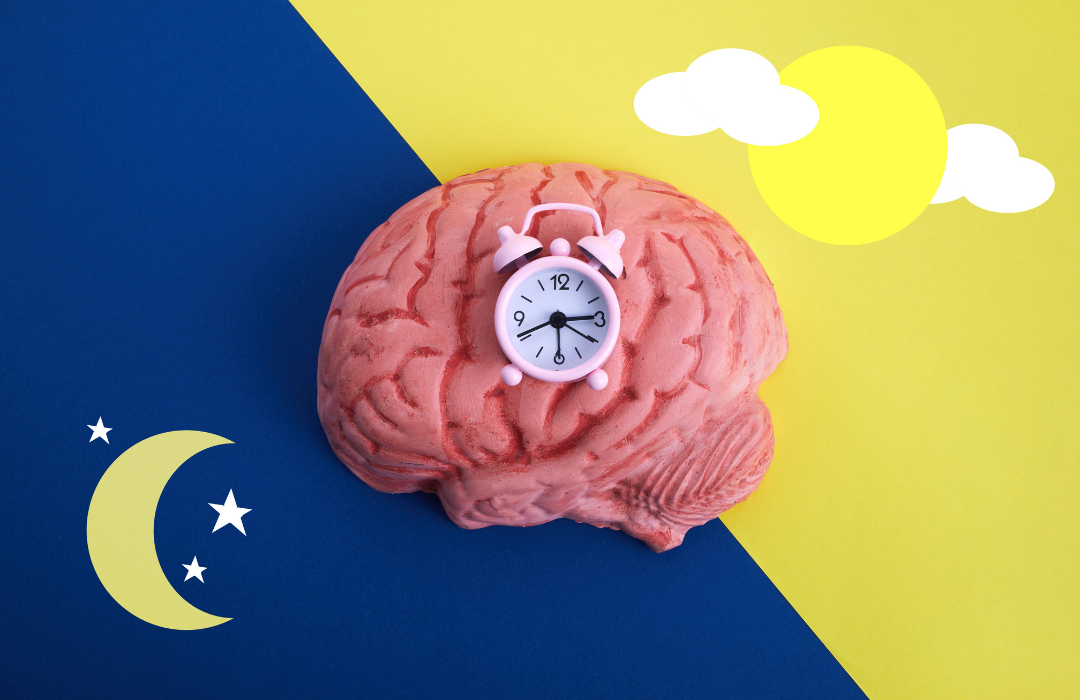人為什麼會想睡覺? 生理時鐘協助節律調整