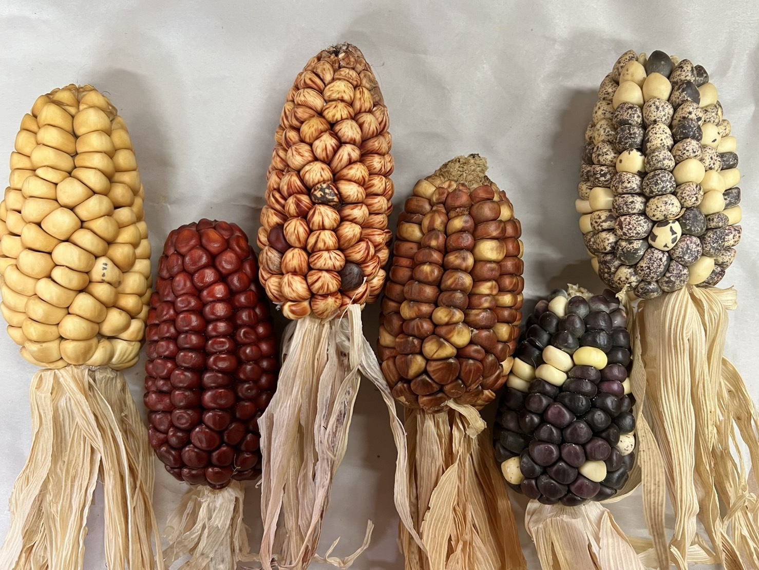 乾燥玉米 大/小