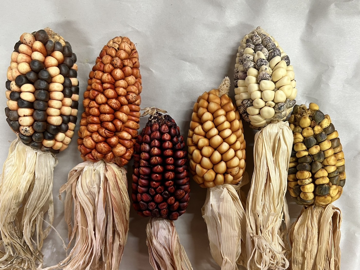 乾燥玉米 大/小