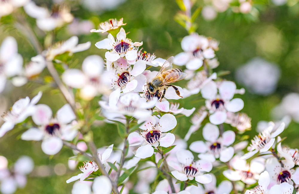 biohoney,nelson,nelsonhoney,manukahoney,manuka,紐西蘭尼爾森,尼爾森蜂蜜,麥蘆卡,麥蘆卡蜂蜜,紐西蘭蜂蜜,蜂蜜,醫療級蜂蜜,紐西蘭國寶,紐西蘭國寶蜂蜜,內湖,換個角度有限公司,anotherangle