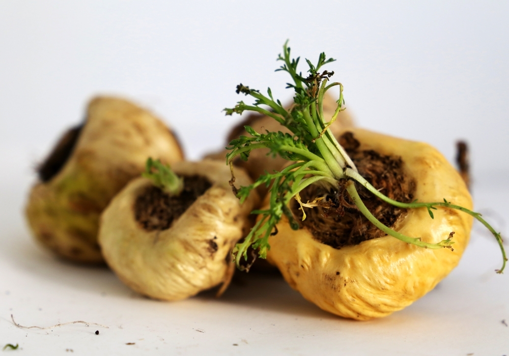 瑪卡,MACA,黃瑪卡,馬卡,Dr.情趣