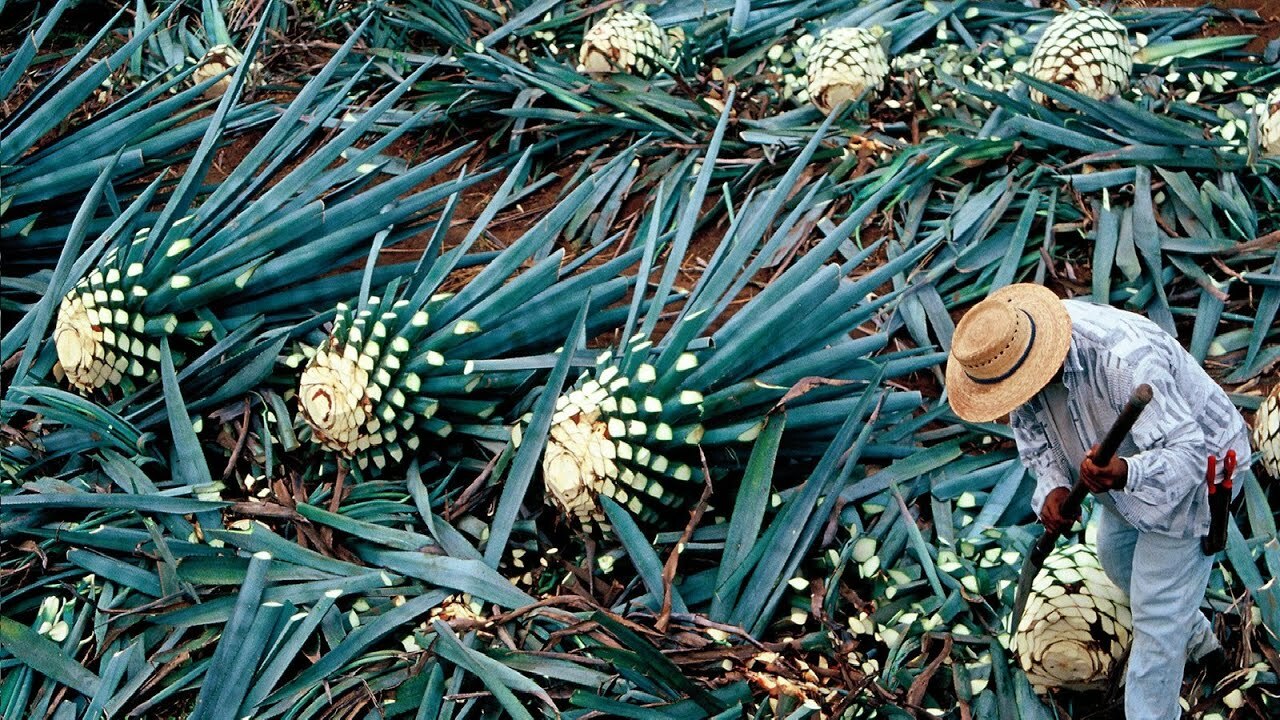 agave-tequilana-plant-for-mexican-tequila-liquor-by-lunamarina-vectors