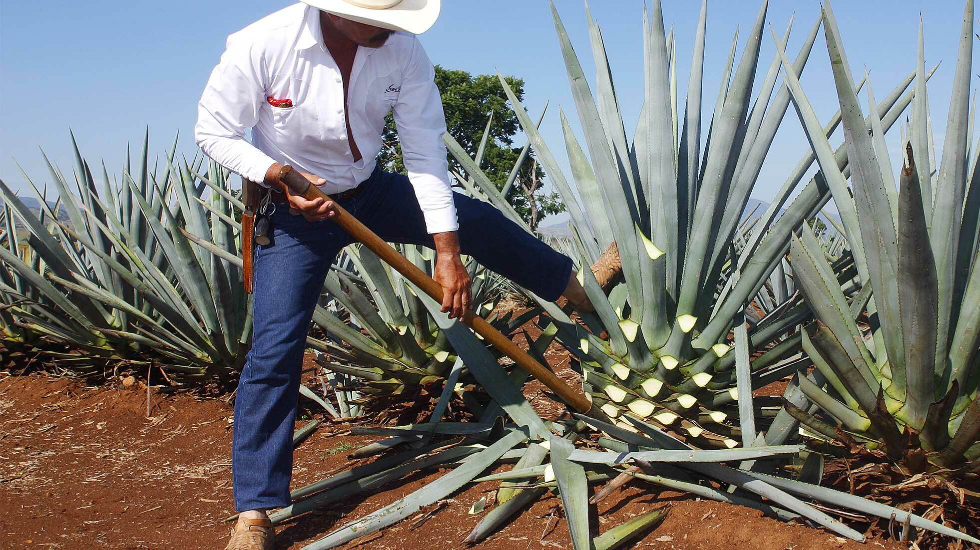 Tequila & Mezcal 龍舌蘭酒丨北美・墨西哥