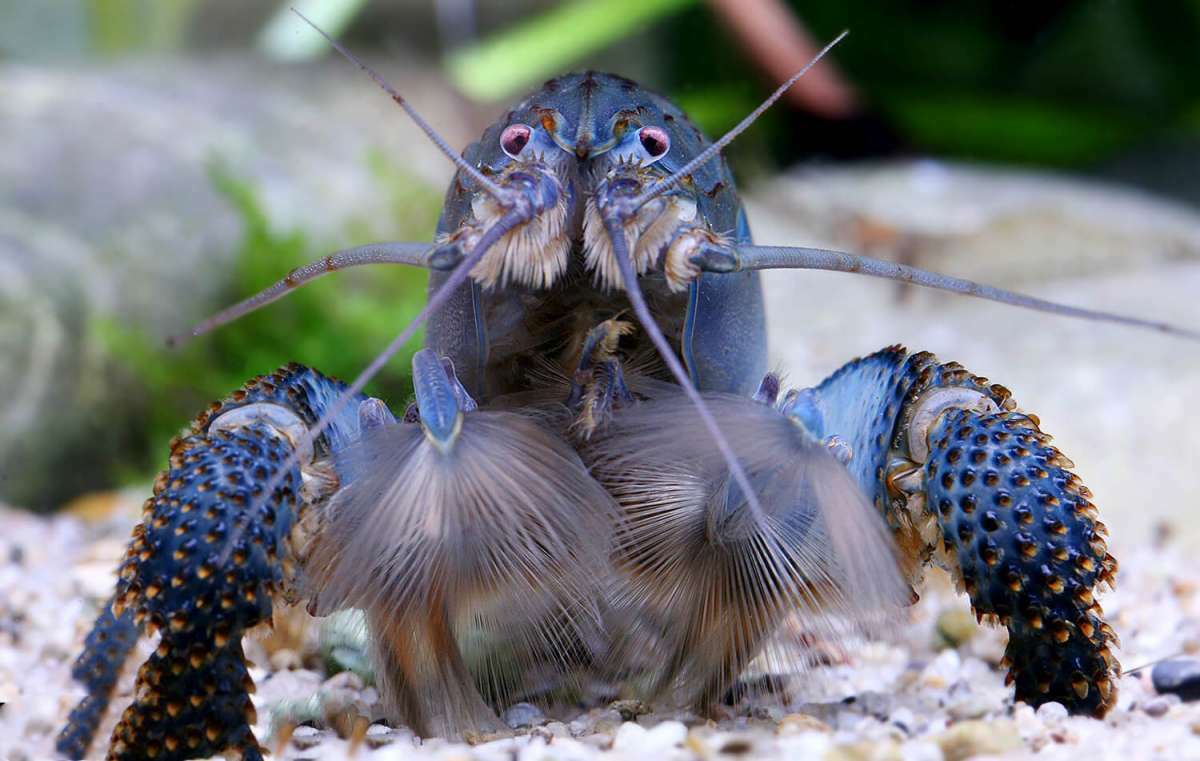 非州巨人網蝦｜Atya gabonensis