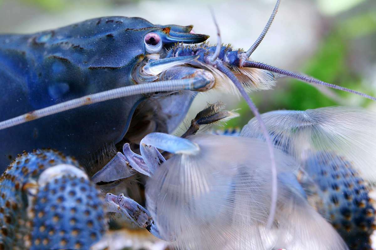 非州巨人網蝦｜Atya gabonensis