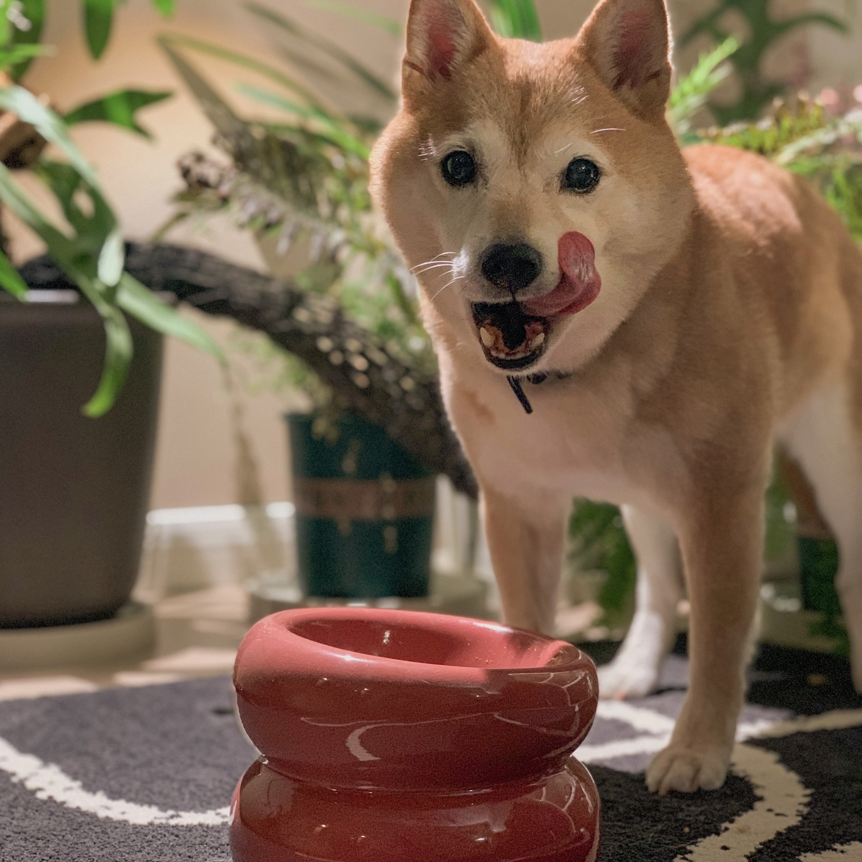 PEHOM | 吃飯的毛孩原來是這個意思！