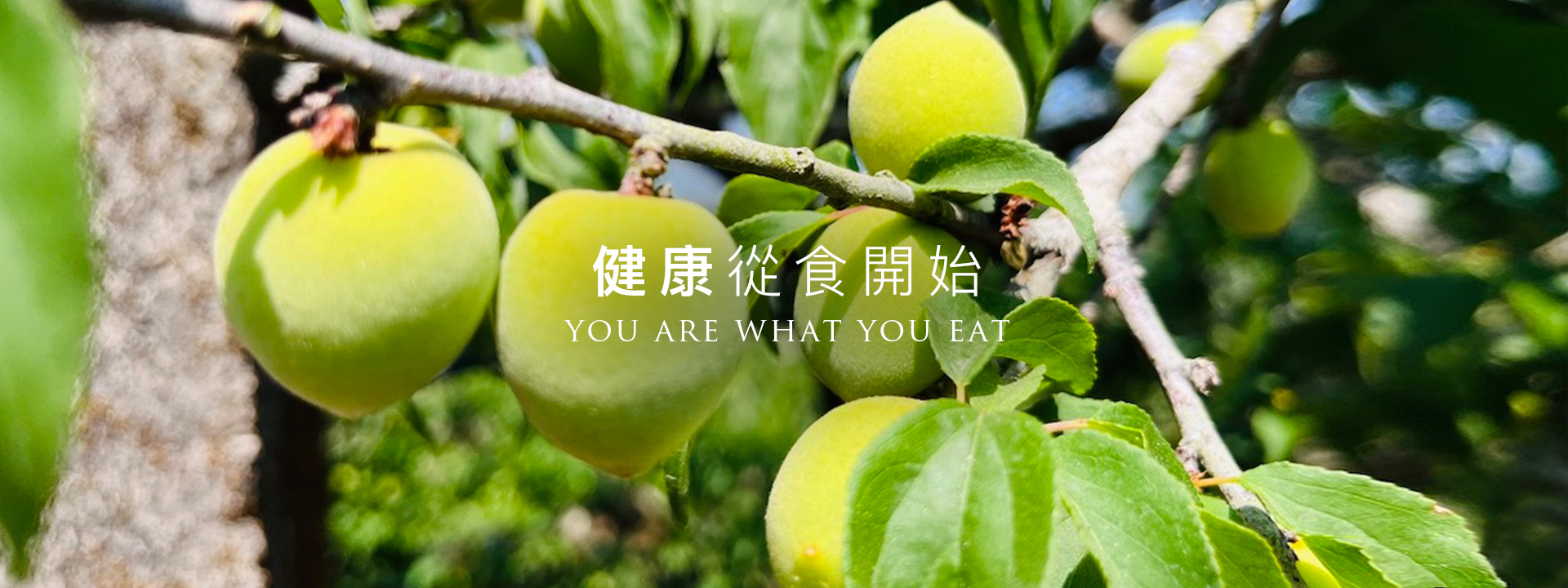 老梅,元梅屋,梅醬,梅酥,老梅肉,十年老梅,梅子,梅精,梅肉,台灣梅子,十年釀一梅,鹼性梅,健康梅,酵素梅,釀梅,健康食品,換個角度有限公司