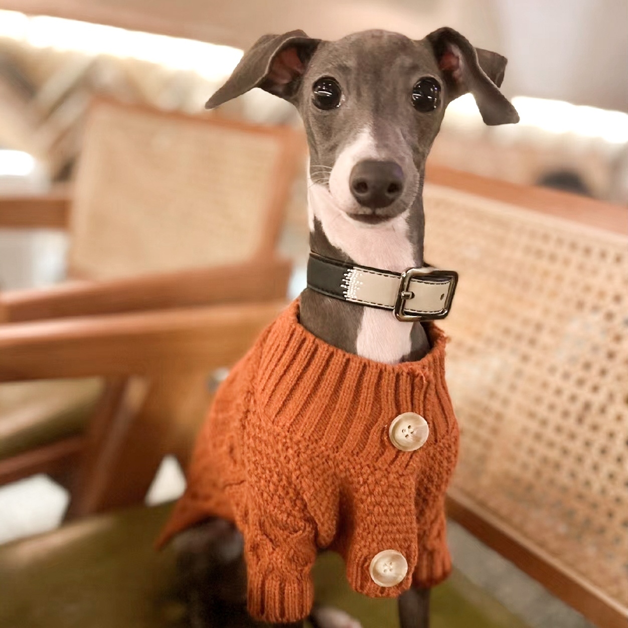 PEHOM | 我們有的是水汪汪的大眼睛 - 寵物篇