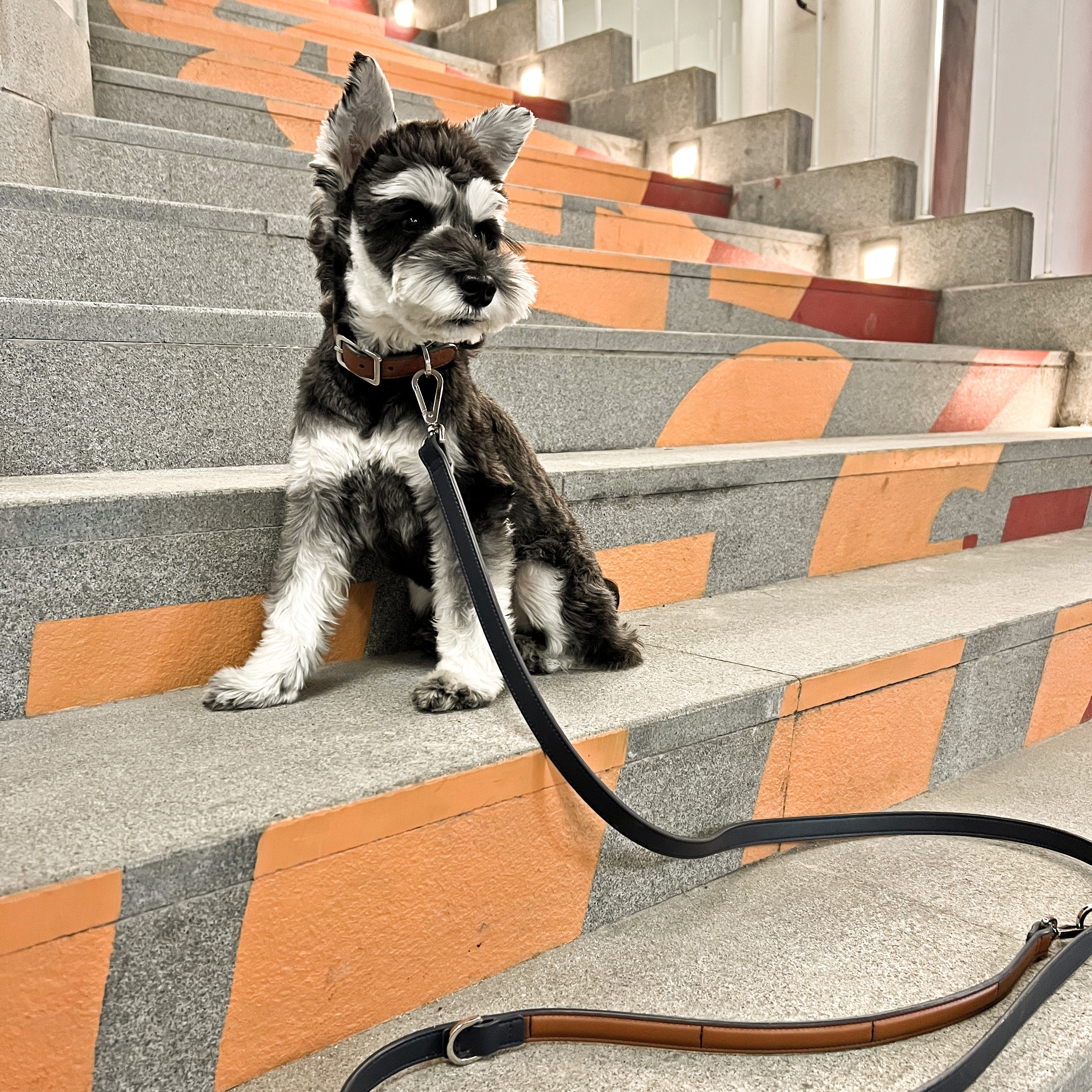 PEHOM | 狗狗可以爬樓梯嗎？