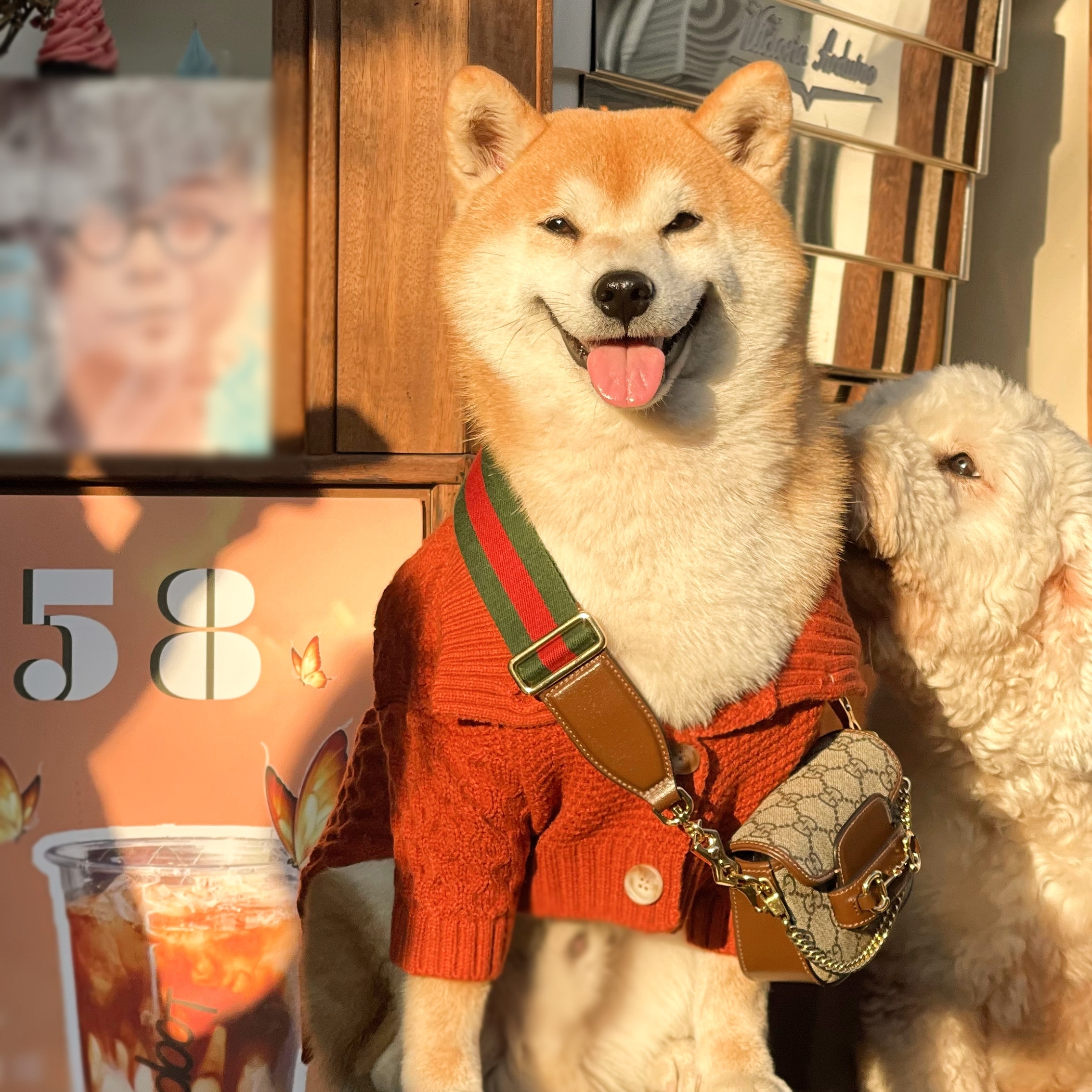 PEHOM | 你是天生養寵人嗎？