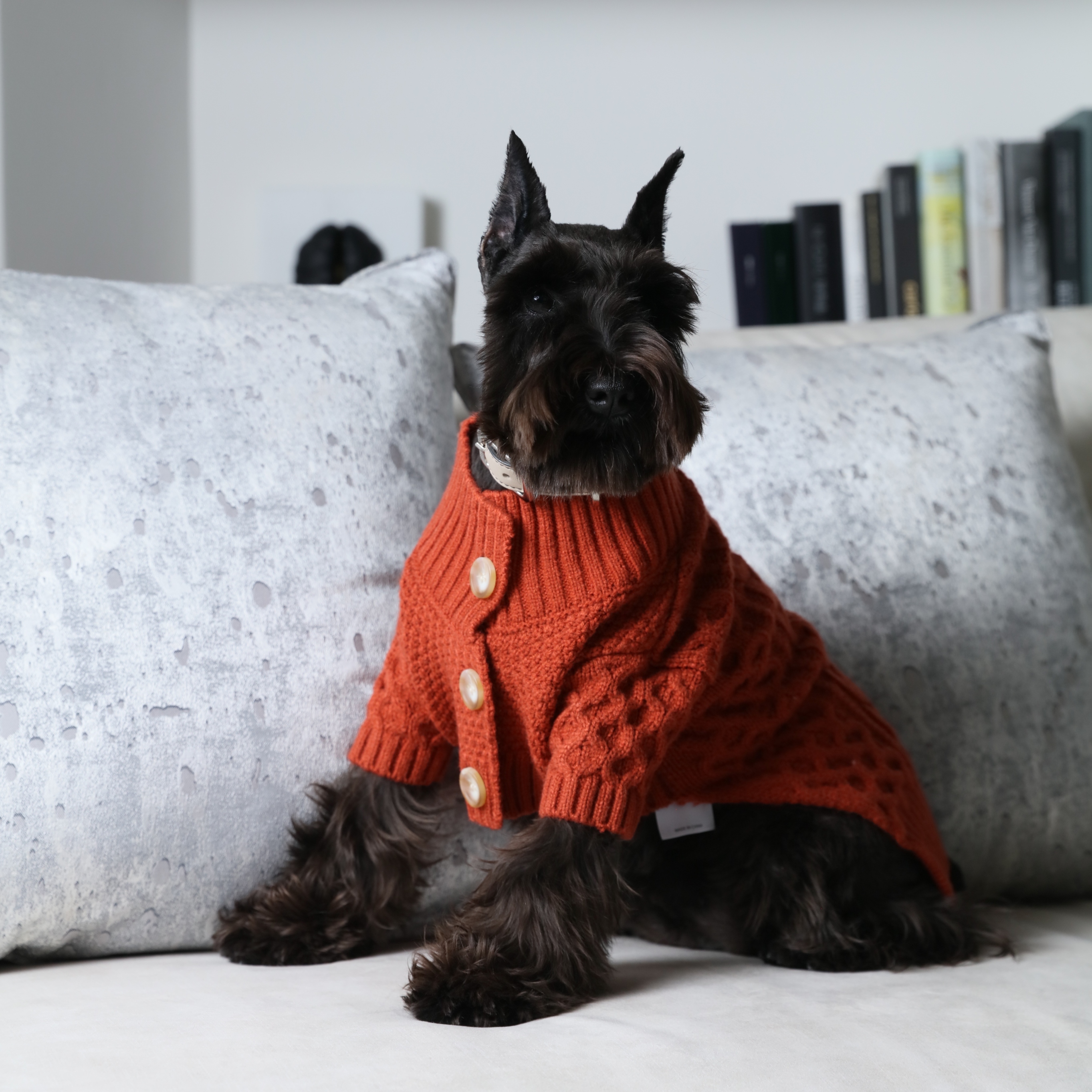 PEHOM | 不正經調查局：狗狗的毛髮顏色