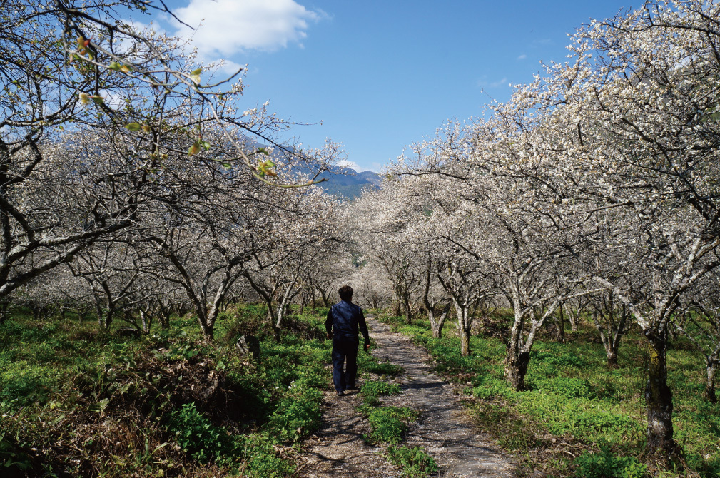 老梅,元梅屋,梅醬,梅酥,老梅肉,十年老梅,梅子,梅精,梅肉,台灣梅子,十年釀一梅,鹼性梅,健康梅,酵素梅,釀梅,健康食品,換個角度有限公司