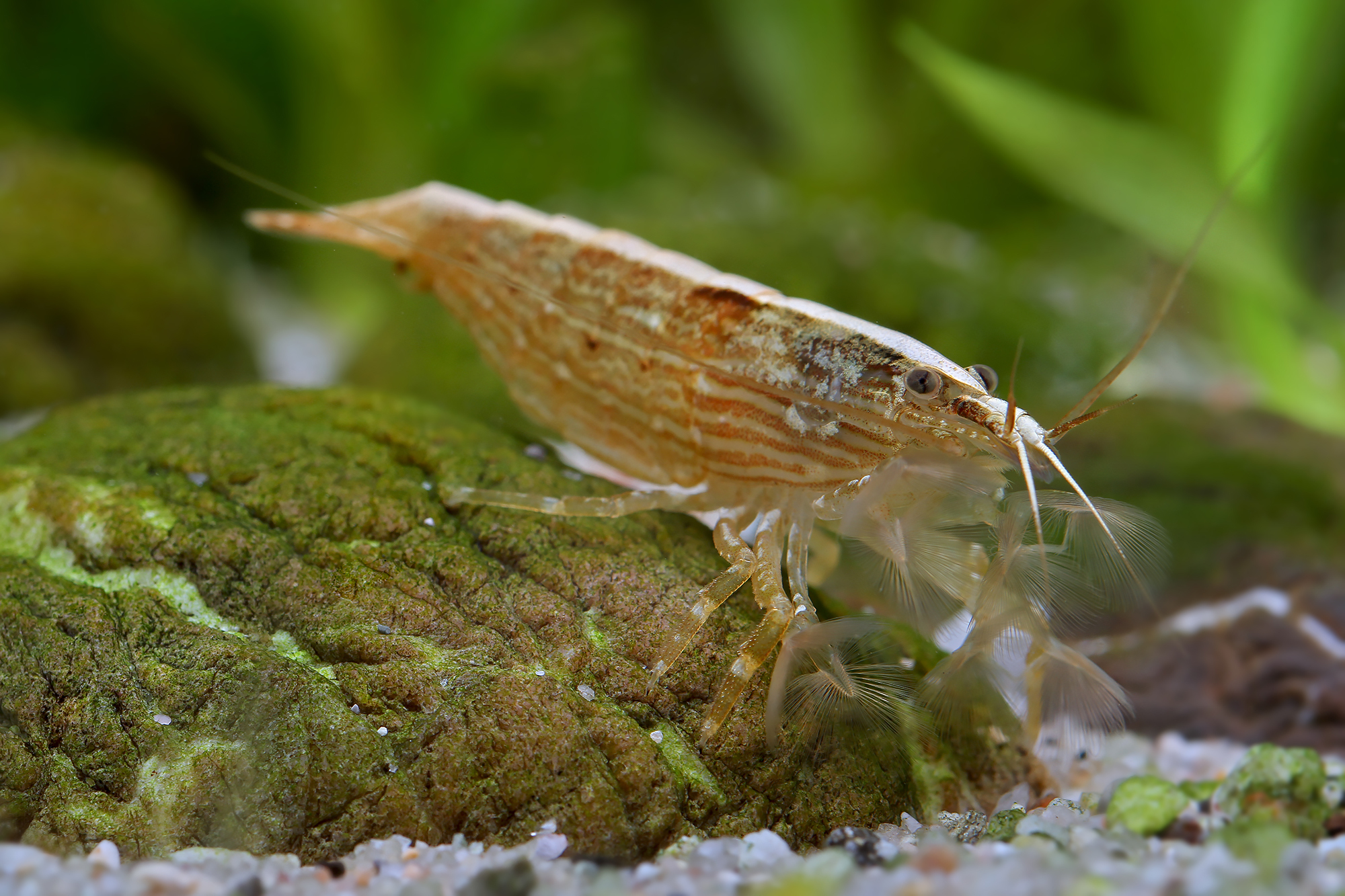 木紋網球蝦｜Atyopsis spinipes