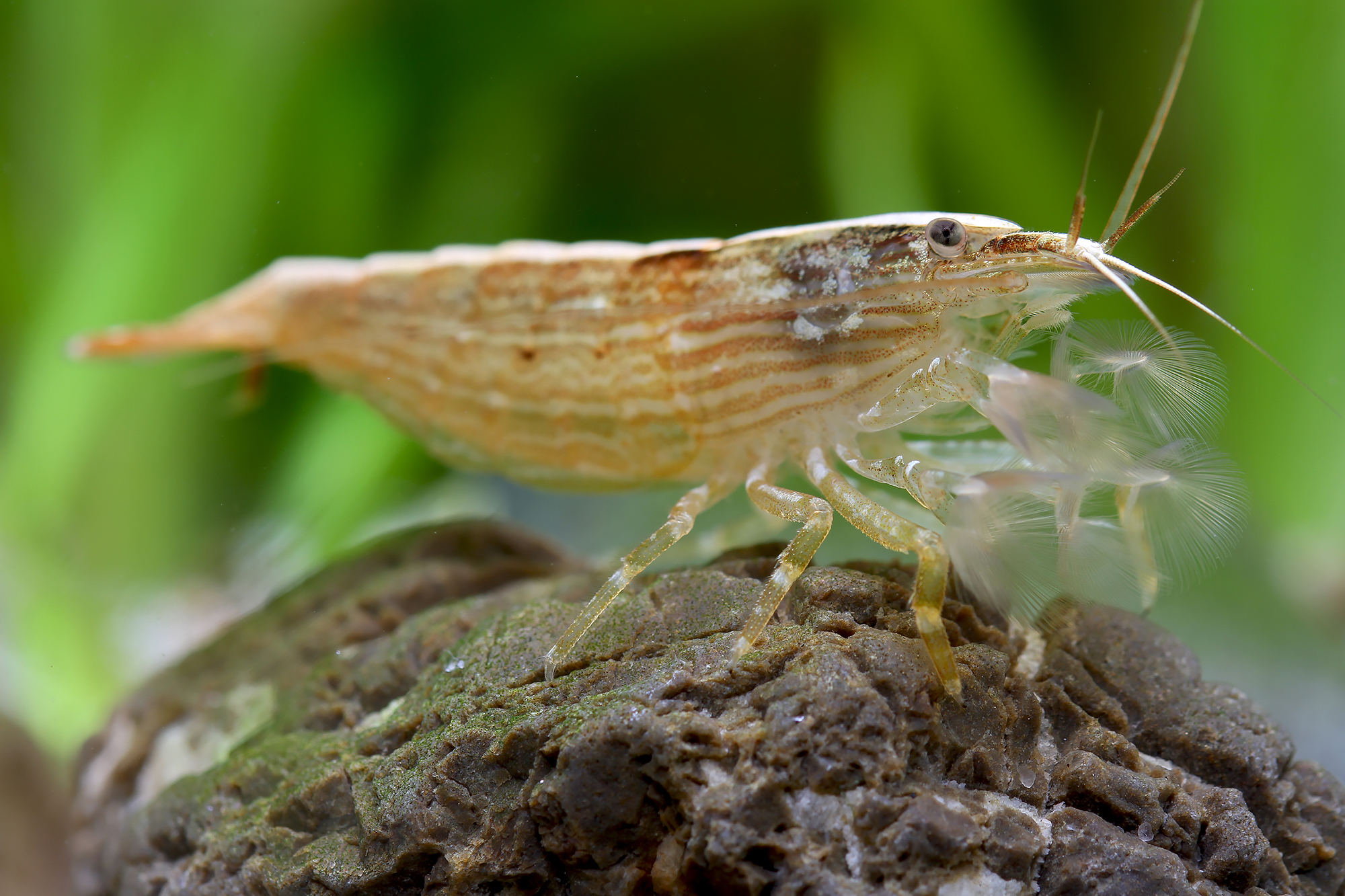 木紋網球蝦｜Atyopsis spinipes