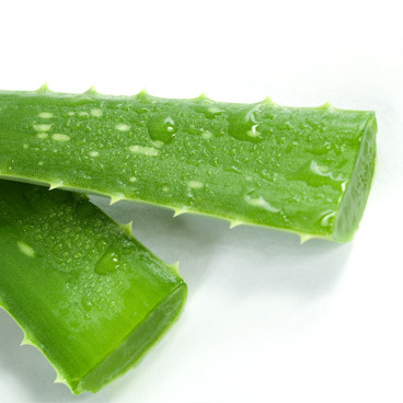 【ZOIC】Medicated Shampoo BO 1.0