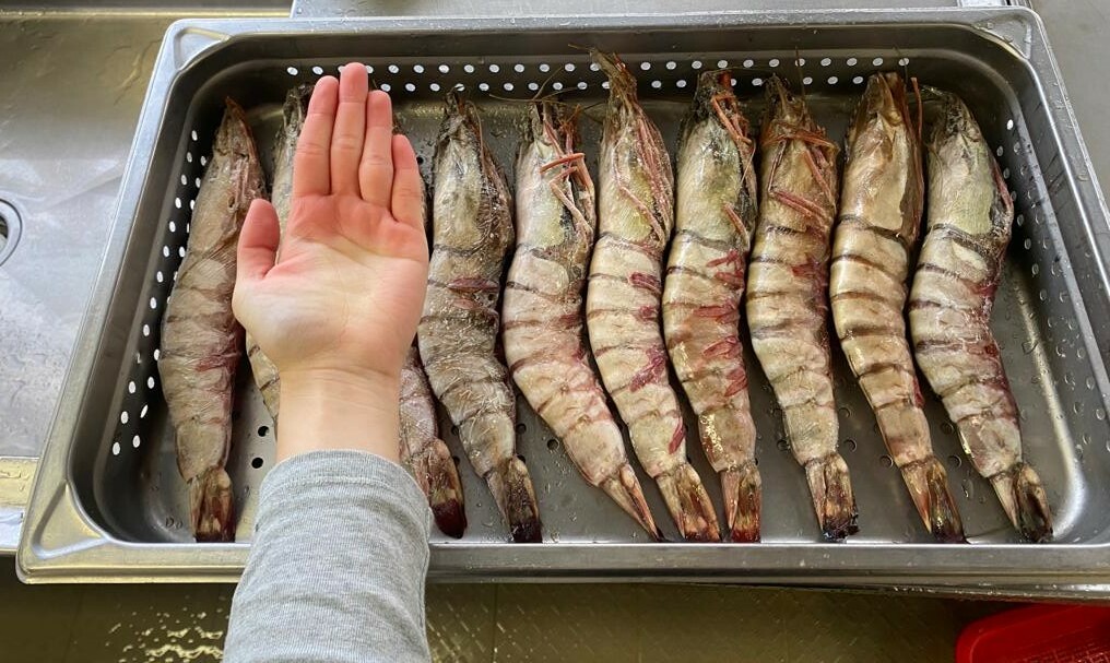 #火火國際 #火火Netshop #野生 #虎蝦