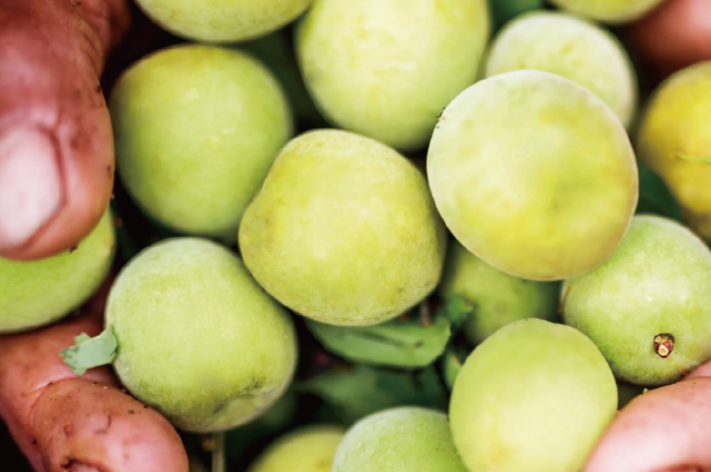 老梅,元梅屋,梅醬,梅酥,老梅肉,十年老梅,梅子,梅精,梅肉,台灣梅子,十年釀一梅,鹼性梅,健康梅,酵素梅,釀梅,健康食品,換個角度有限公司