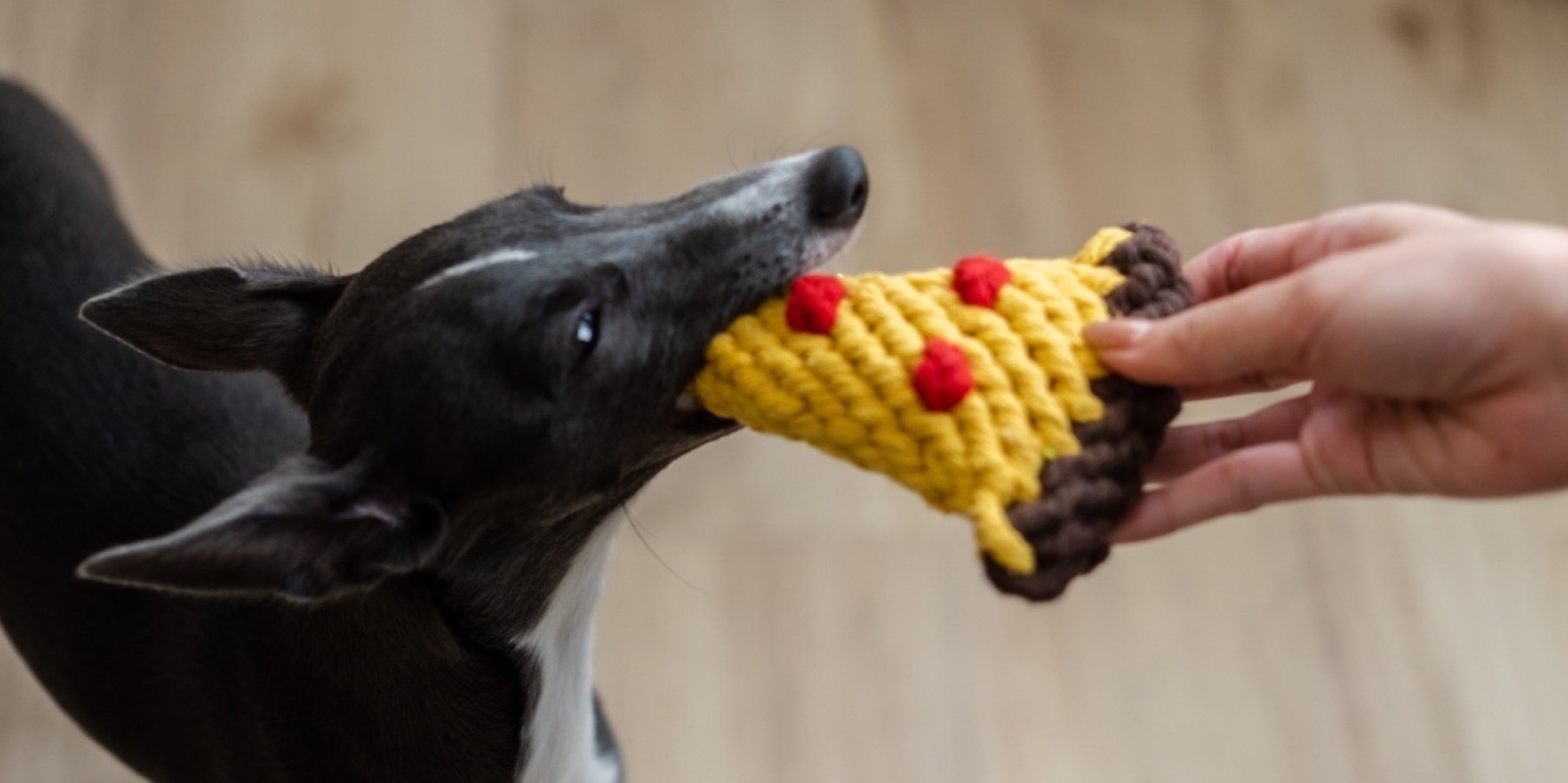 dog with pizza toy