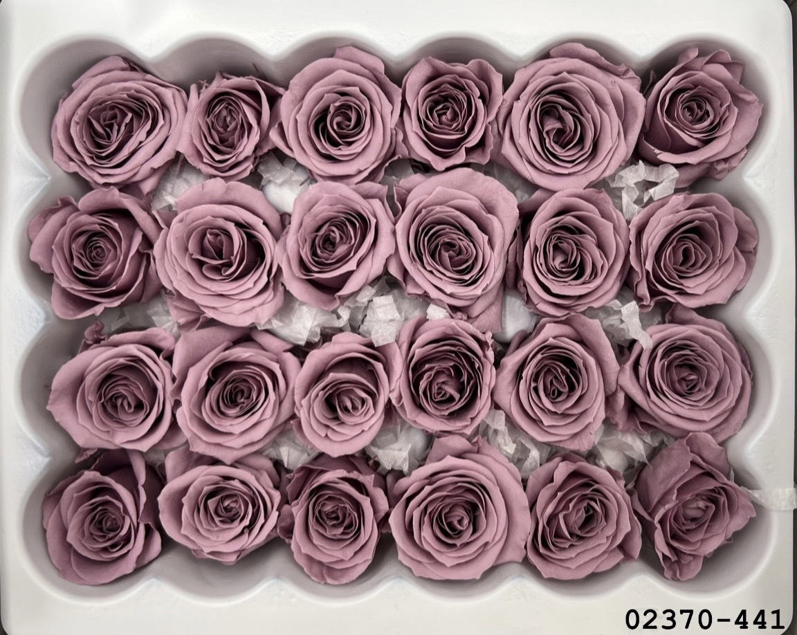 日本不凋迷你玫瑰(24朵) 02370-441