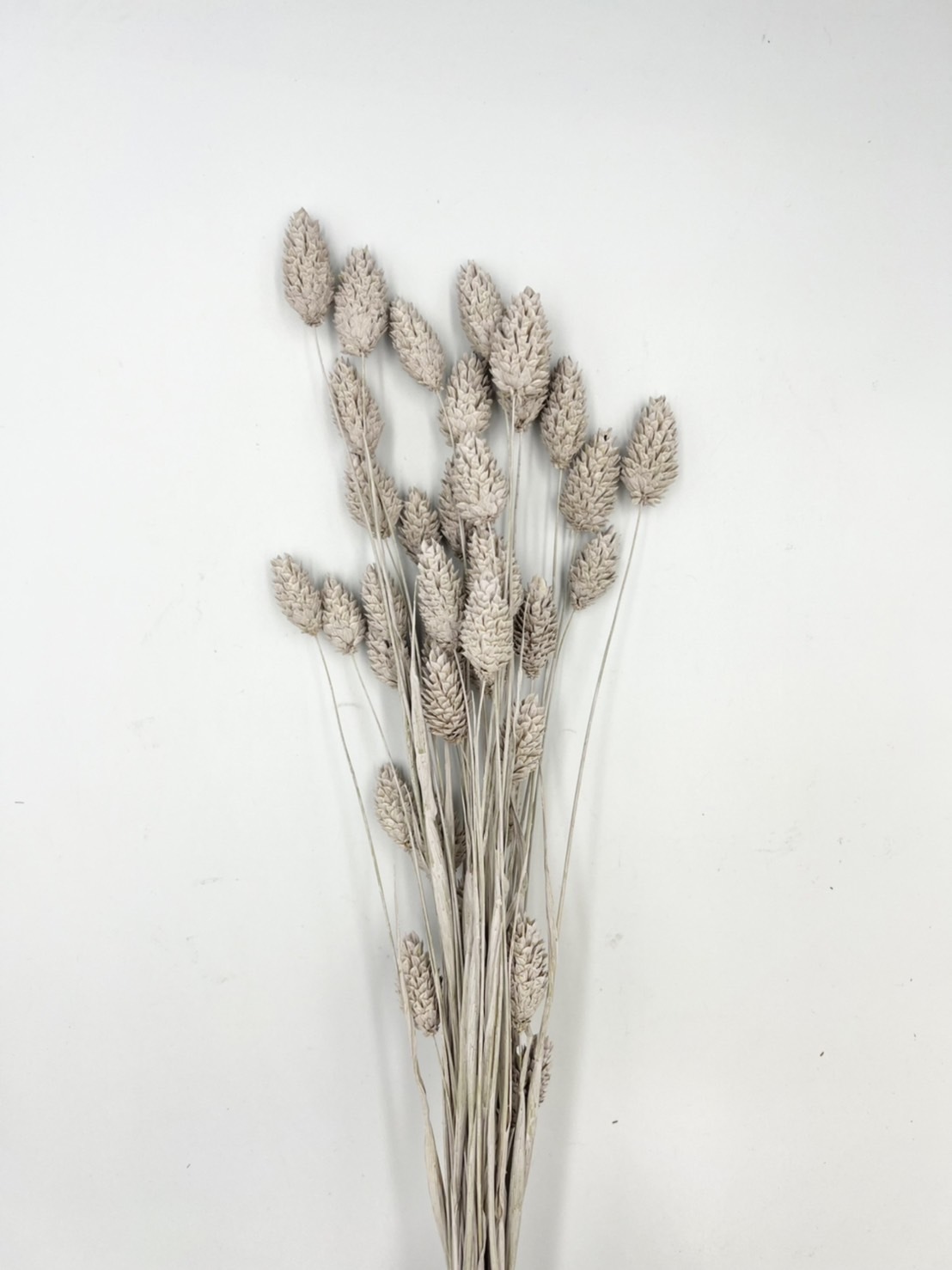 日本乾燥加那利 42020-862