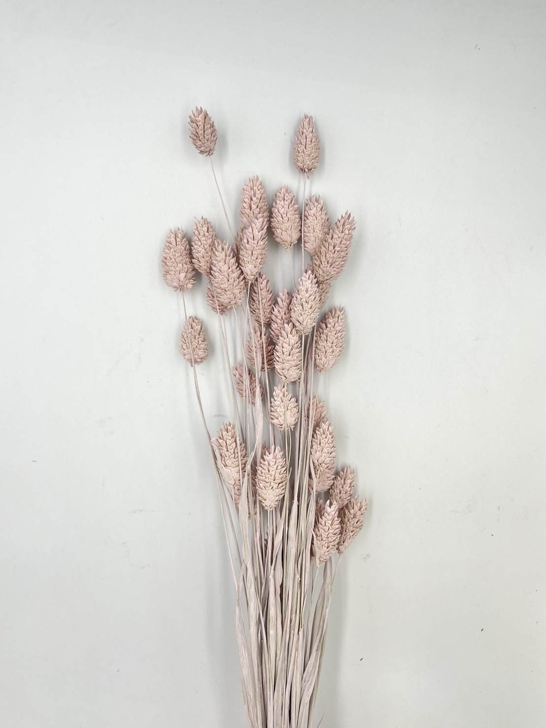 日本乾燥加那利 42020-102