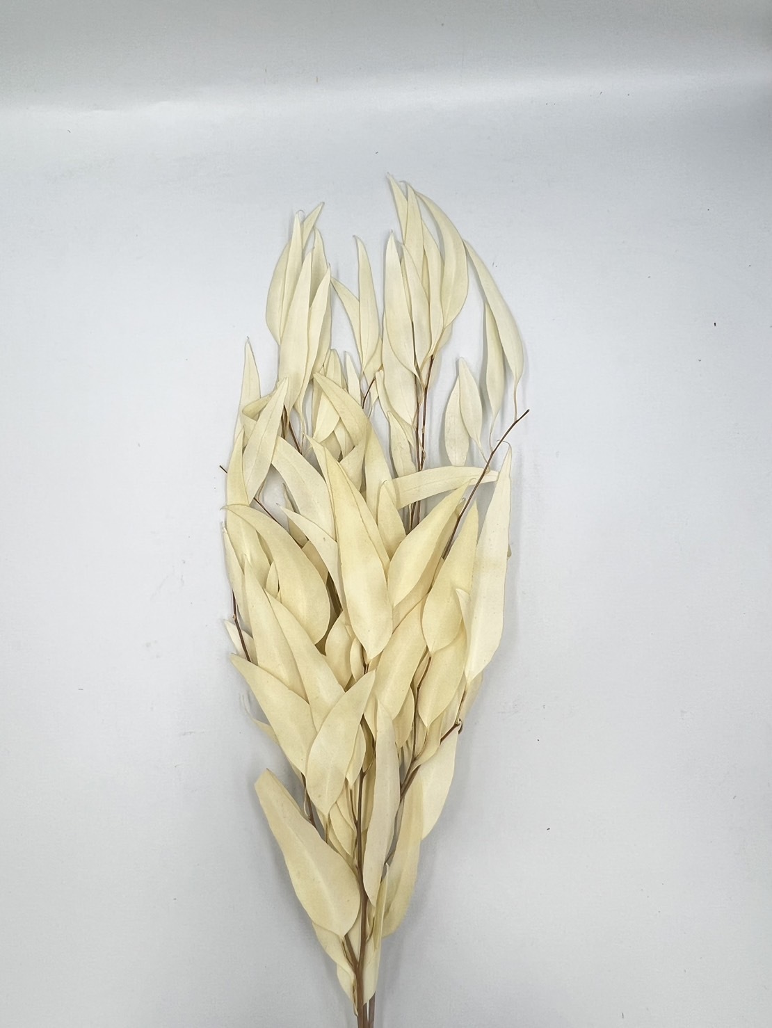 日本乾燥柳葉尤加利 16100-011