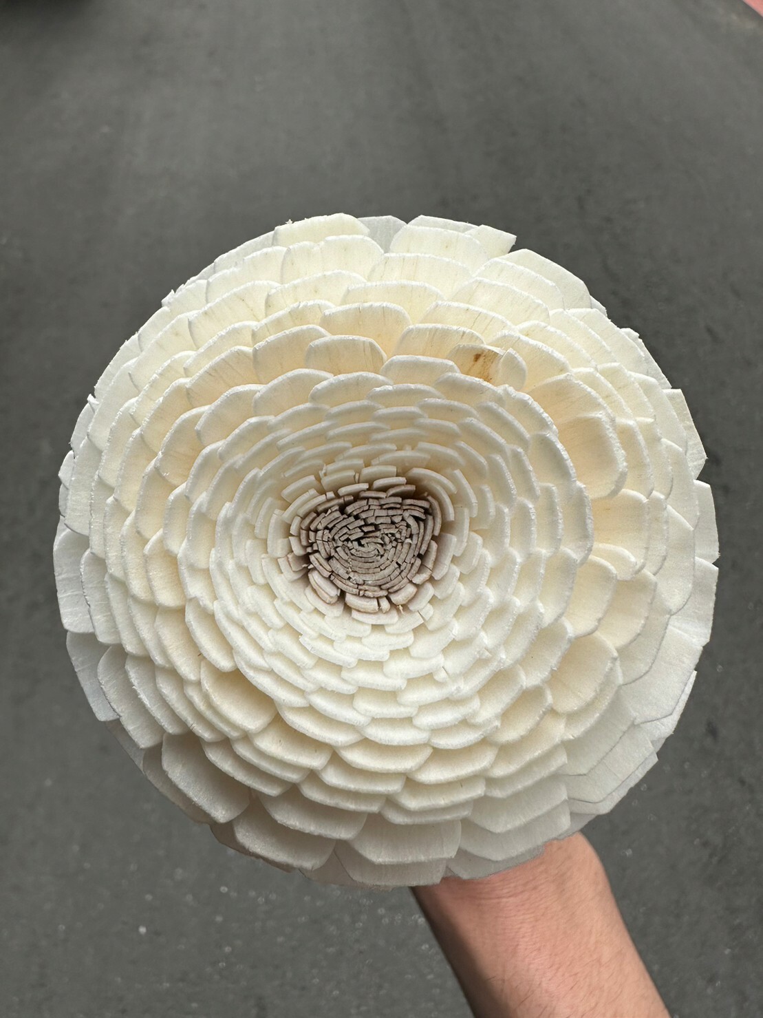 泰國索拉花-陸蓮花 8cm <5支一把> (高品質)