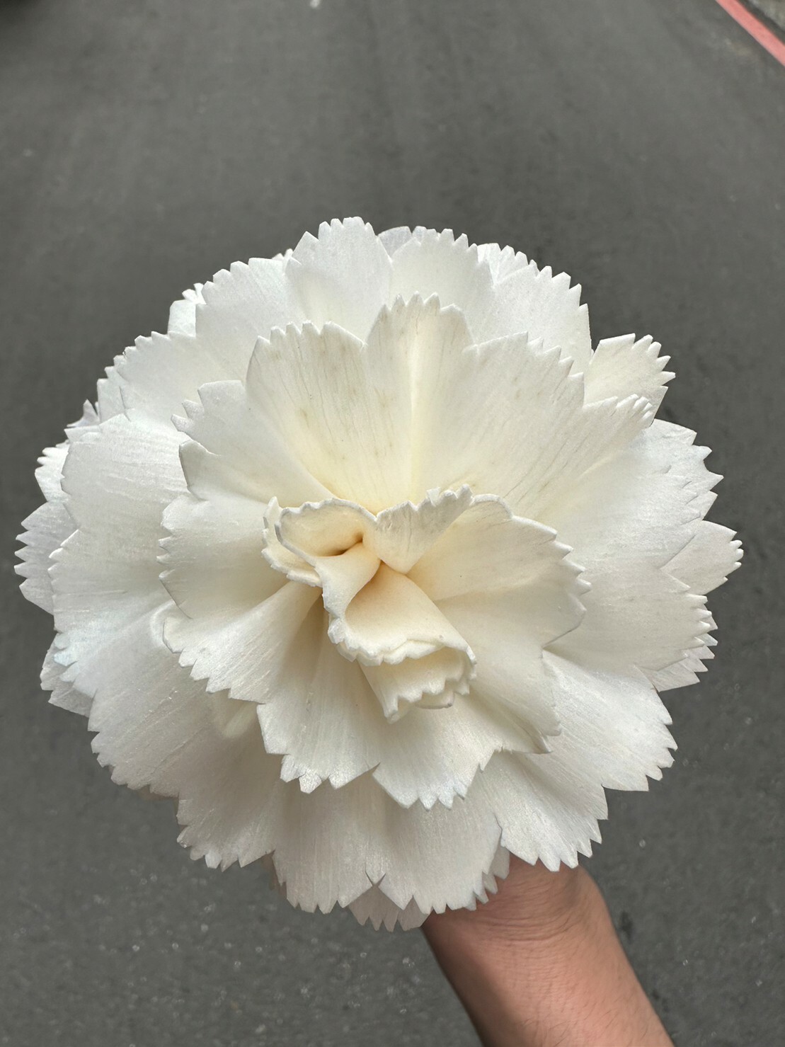 泰國索拉花-康乃馨 8cm <5支一把> (高品質)