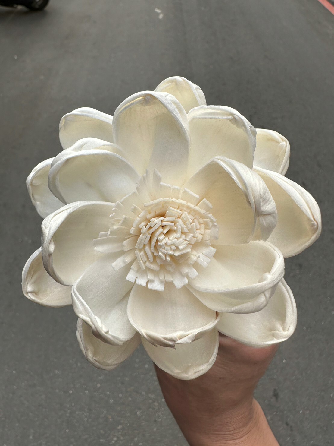 泰國索拉花-木蘭花 8cm <5支一把> (高品質)