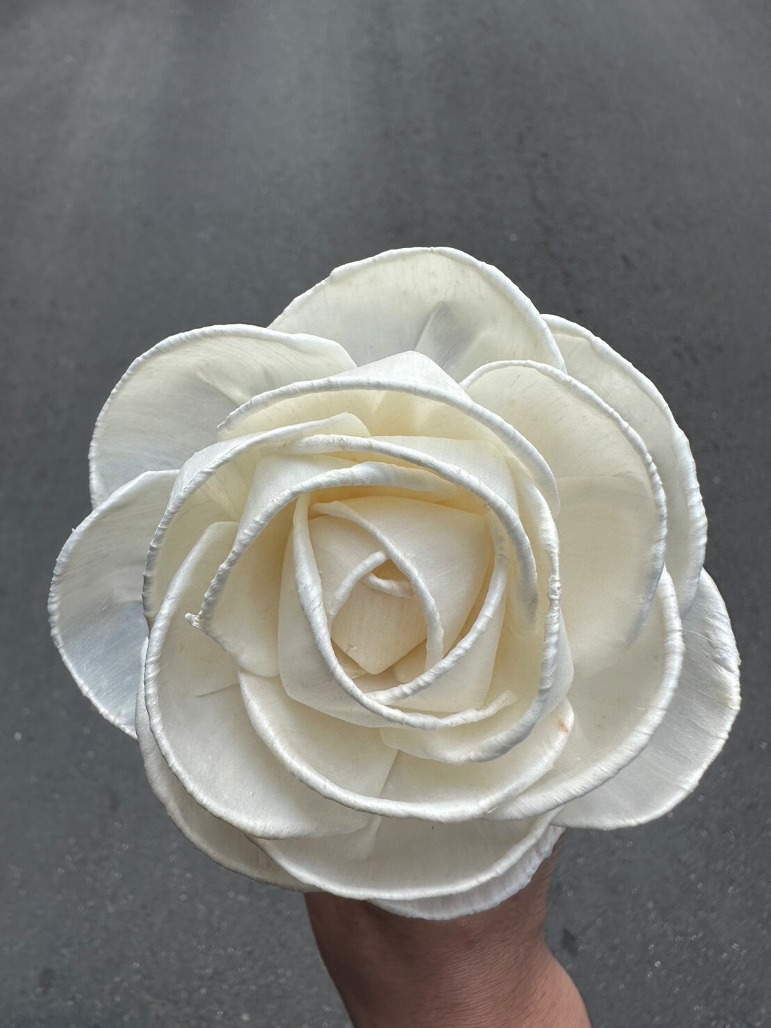 泰國索拉花-厚瓣山茶花 8cm <5支一把> (高品質)