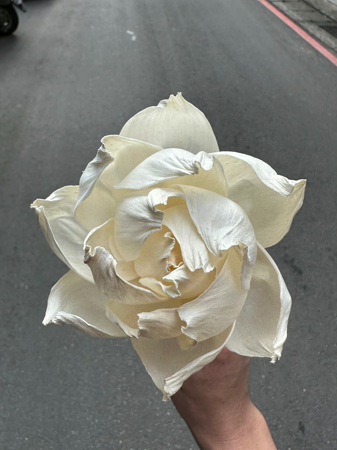 泰國索拉花-半開牡丹 8cm <5支一把> (高品質)