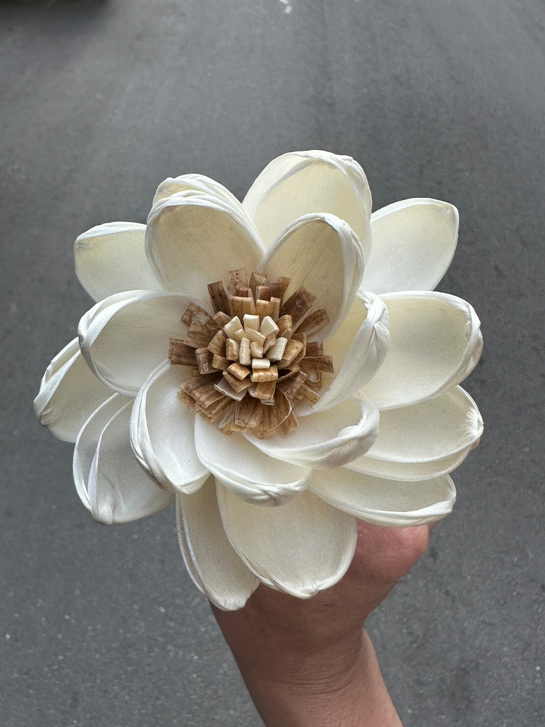 泰國索拉花-蓮花(咖啡心) 8cm <5支一把> (高品質)