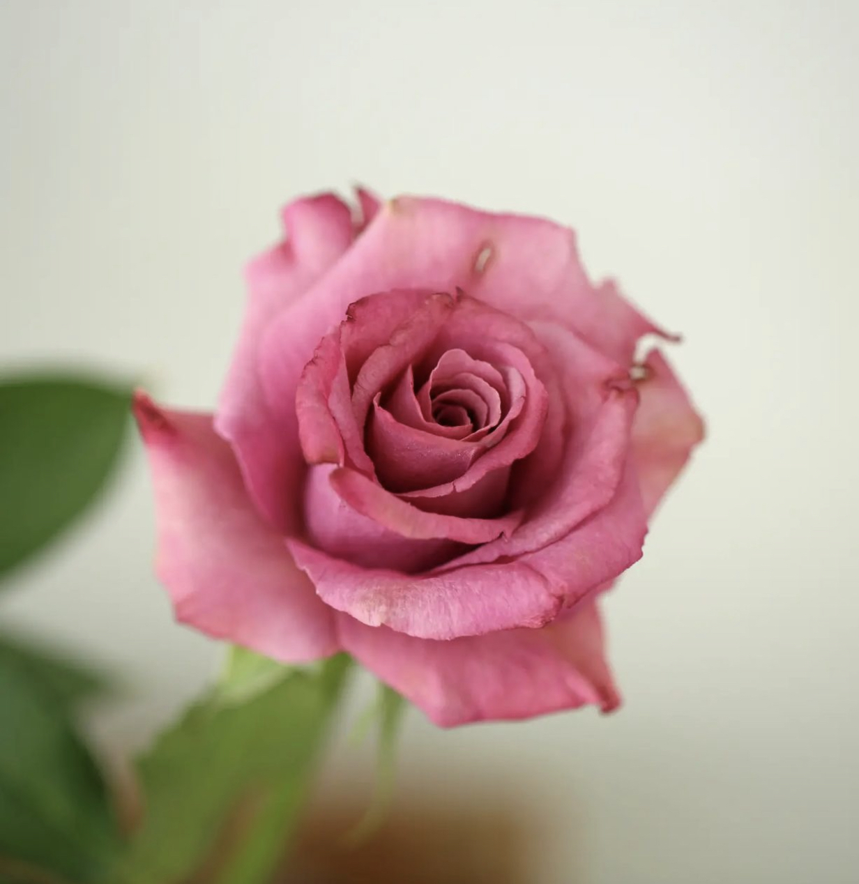 威化紙花班(A班 : 玫瑰, 繡球花)