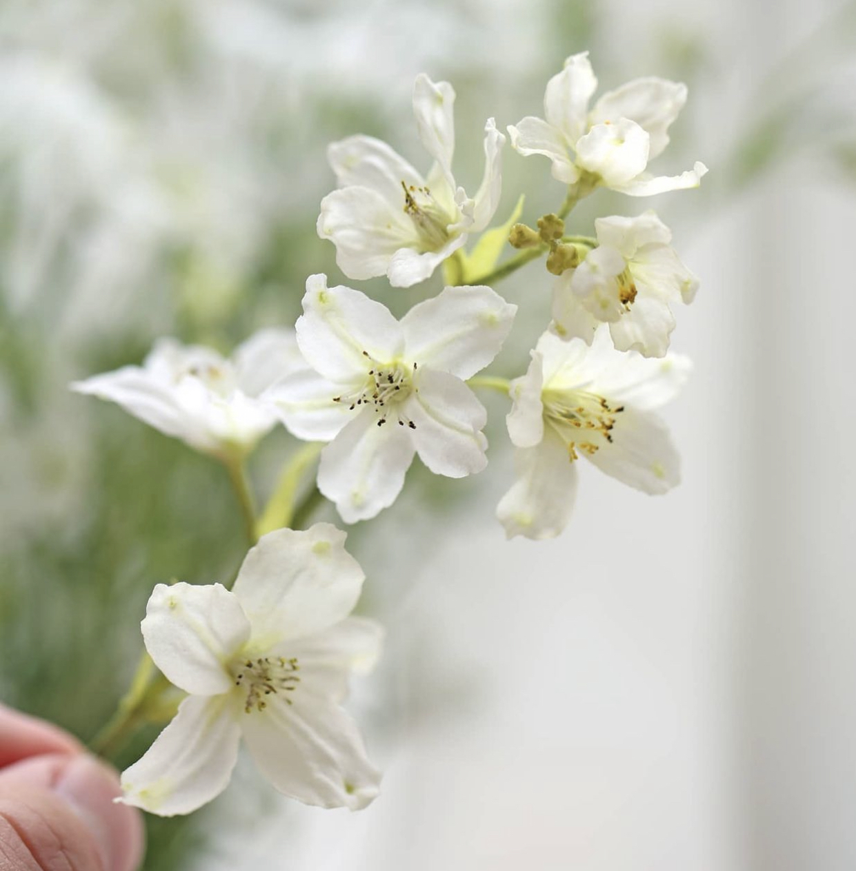 威化紙花班(C班: 牡丹, 飛燕草)